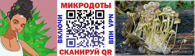 Галлюциногенные грибы Cubensis  darknet телеграм  Зерноград 